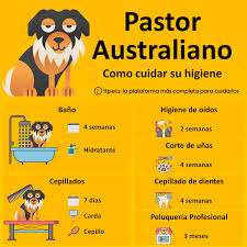 Qué cuidados especiales necesita un perro pastor australiano