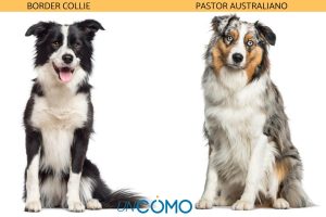 diferencia entre un border collie y un pastor australiano